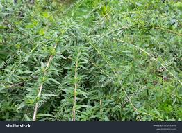 Image result for Polystachya hastata