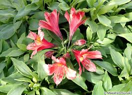 Image result for Alstroemeria pulchella