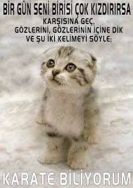En Komik 16 Kedi Fotografi Onedio Com