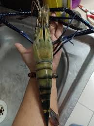 Seafood menjadi makanan favorit bagi sebagian besar masyarakat. 34 Jenis Udang Yang Bisa Dimakan Beserta Ciri Cirinya