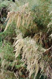 Image result for Hypericum revolutum