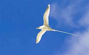 Fairy Tern Seychelles Tiere See Fee