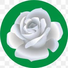 Te recomendamos que escuches esta musica: La Rosa De Guadalupe Images La Rosa De Guadalupe Transparent Png Free Download