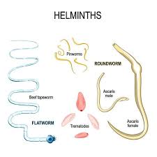 These are the different kinds of dog worms that affect dogs. Pin On Best Worm Medicine For Dogs