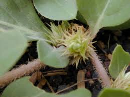 Image result for Alternanthera pungens