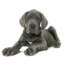Best Dog Food For Great Danes And Puppies In 2021 Goodpuppyfood