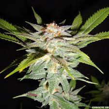 Electric sky 300 v3 wideband led grow light. Where Is The Best Soil From Home Depot Walmart Ronas Etc 420 Magazine