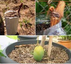 2 cut a slice from your rootstock. Fruit Trees Grafting Techniques Methods Ideas Agri Farming