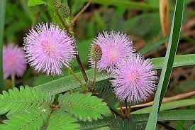Sinaran di wajahmu bagai daun semalu. Mimosa Sedih Mimosa Pudica Perihal Tumbuhan Penanaman Dan Penjagaan Di Rumah