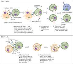 23 2 Adaptive Immune Response Concepts Of Biology 1st