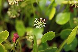 Image result for Hydrocotyle bonariensis