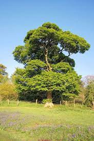 Sycamore Trees Sycamore Tree Tree Photography Unique Trees