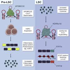 We did not find results for: Inflammation Driven Deaminase Deregulation Fuels Human Pre Leukemia Stem Cell Evolution Sciencedirect