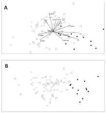 Image result for Monotes elegans