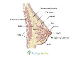 Pin On C Breastfeeding Tips Tricks
