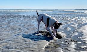 Your dog will be muddy or sandy at the end of the day but will probably not dig. Things To Consider Before Bringing Home A Dog Dogminded Modern Dog Training