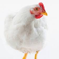 Minnesota Chicken Mnchicken Mercy For Animals White Hen Animals