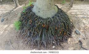 Image result for root-tail