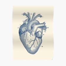 View, isolate, and learn human anatomy structures with zygote body. Human Anatomy Posters Redbubble