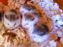 Roborovski dwarf hamsters can reach sexual maturity as early as 5 weeks of age, but they usually do not breed for the first time until they are older. A Complete Guide To Roborovski Hamsters Pethelpful