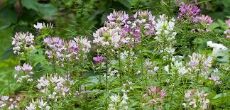 Image result for Cleome elegantissima