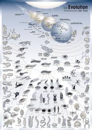 Evolution This Is An Awesome Summary Like Branches Of A Tree Science And Nature Science Nature Evolution
