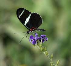 Pin On Mariposa Helen Romero