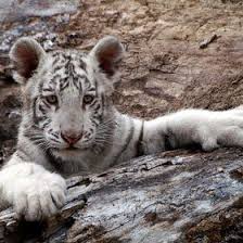 High five baby white bengal tiger cub! 40 White Tiger Cubs Ideas White Tiger Cubs White Tiger Tiger