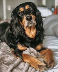 Submitted 3 years ago by zcastelino. Get To Know 57 Of The Best Golden Retriever Mixes K9 Web