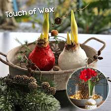 Touch Of Wax Wer Ein Freund Von Pflegeleichten Bluhern Ist Liegt Mit Den Amaryllis Touch Of Wax Ganz Richtig Die Wax Decorative Wicker Basket Amaryllis