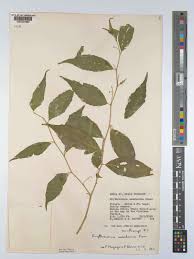 Image result for Erythrococca