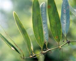 Image result for Smilacaceae