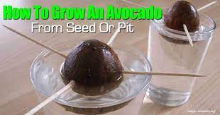 Cut the seedling back to 6 or 8 inches when it reaches a length of 12 inches. How To Grow An Avocado From Seed Or Pit