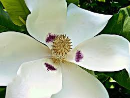 Image result for Magnoliaceae