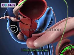 Product application this model shows the female reproductive system: Learn About The Male And Female Reproductive Systems Video Dailymotion