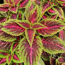 Image result for Coleus zombensis