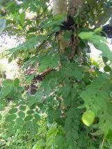 Demikianlah pembahasan mengenai fungsi daun. Tanaman Tampal Besi Toko Anget Mas