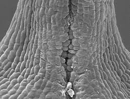 Image result for Sebaea sedoides