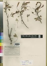 Image result for Acacia welwitschii