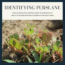 It is known scientifically as portulaca oleracea, and is also called pigweed, little hogweed, fatweed and pusley. How To Identify Purslane A Nutritious And Edible Weed Dengarden