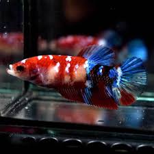 Betta Fish Betta Fish Ideas Bettafish Fishbetta Live Betta Fish Big One Fancy Red Koi Galaxy Halfmoon Plakat Hmpk Fema Betta Fish Betta Live Fish For Sale