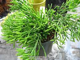 We did not find results for: Photo Of The Entire Plant Of Dancing Bones Cactus Hatiora Salicornioides Posted By Tarev Garden Org