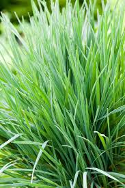 Image result for Koeleria