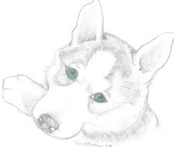 Let's find the husky coloring pages printable for kids. Husky Printable Coloring Pages Novocom Top