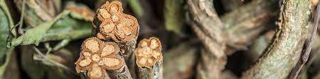 Ayahuasca Basic Info Banisteriopsis Caapi Psycheplants Iceers