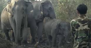 Reintroducing Asian Elephants to the ...