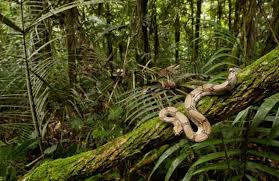 That's the reaction most people had when they saw the photo of this massive snake slithering up a tree in frick park. Mystery Solved How Snakes Climb Trees