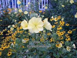 These ground cover seeds establish quickly. 8 O Clocks Joys Of Creating