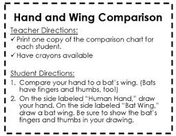 Bat Unit Materials Human Hand And Bat Wing Comparison Chart