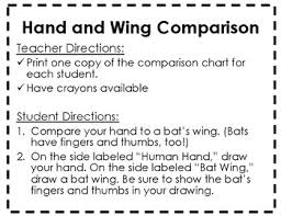 bat unit materials human hand and bat wing comparison chart